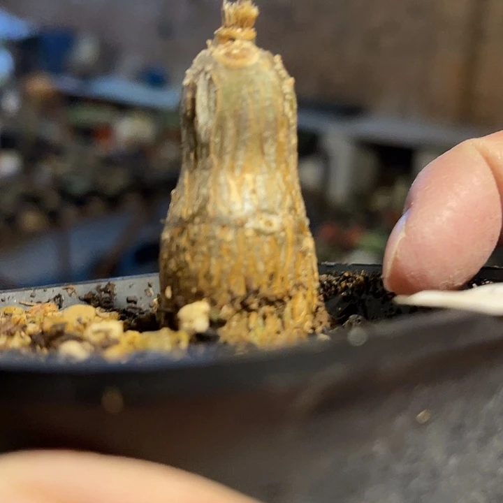 满38包邮2天凑单，脱土晾根发货多肉植物枫叶苦瓜