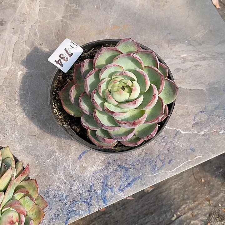 媚***✺734惊鸿多肉植物多肉