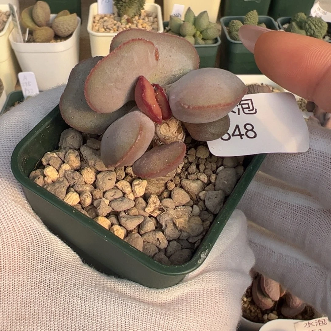 848老桩红蛋一颗肥美叶片