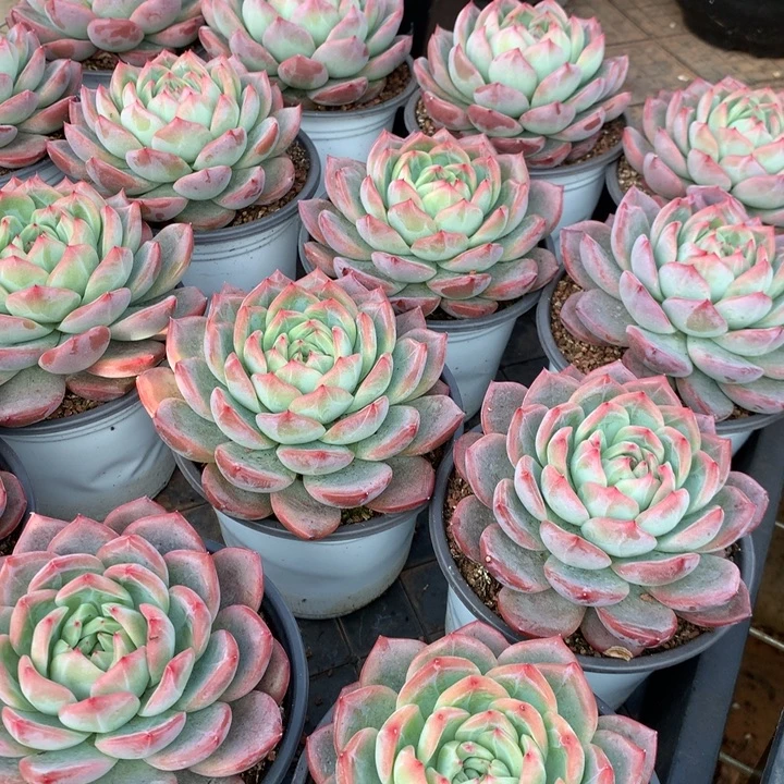 110杯小红鸾多肉植物两单包邮