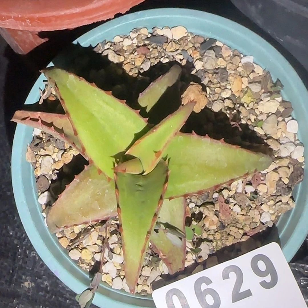 【闪购商品】碟*块根植物