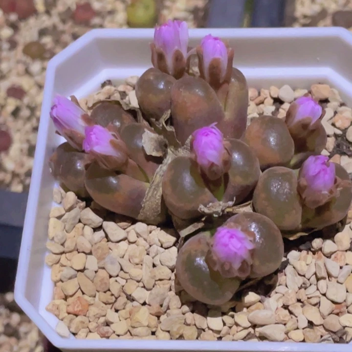 488888899899656655558