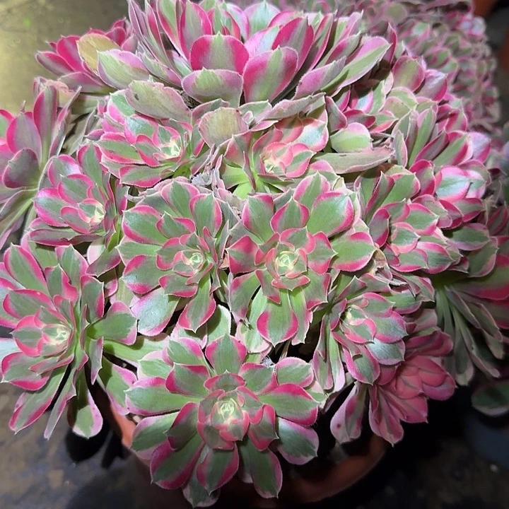 新品种妖月老桩亏本福利