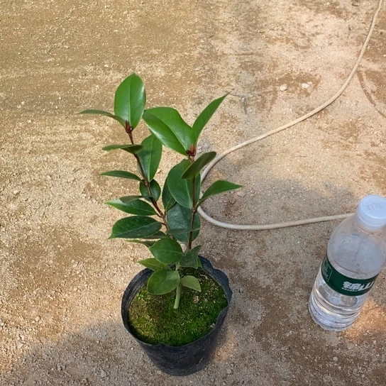 当前无花栽培后可以开花