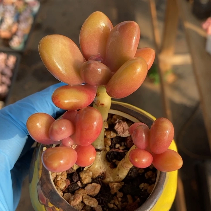 Kk奶酪多肉植物多肉
