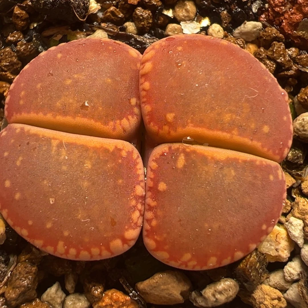 鸡血石多肉植物百科