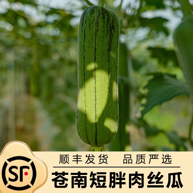 【7斤助农装】温州新鲜丝瓜苹果丝瓜短胖肉丝瓜现摘现发农家蔬菜