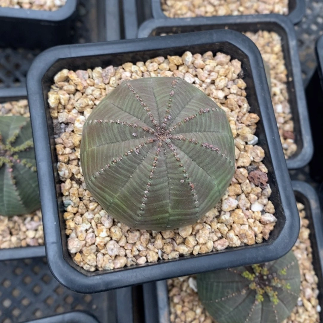 4 欧系实生布纹球多肉植物