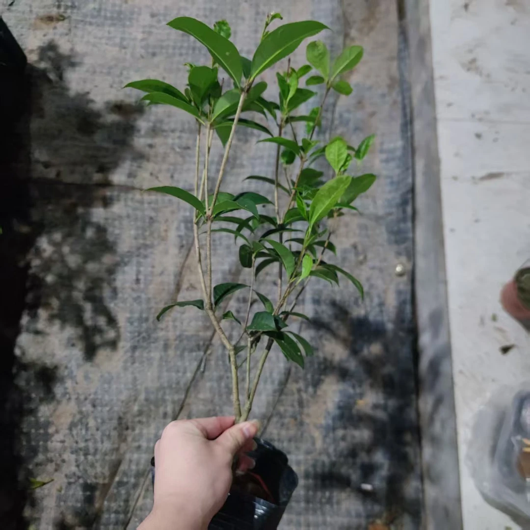 【尾货】桂花四季好养懒人阳台好养绿植盆栽