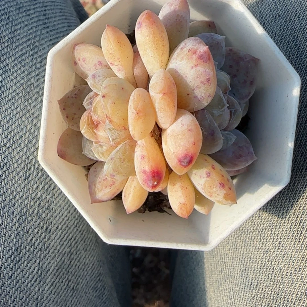 多肉小卡拉米糖心一物一拍