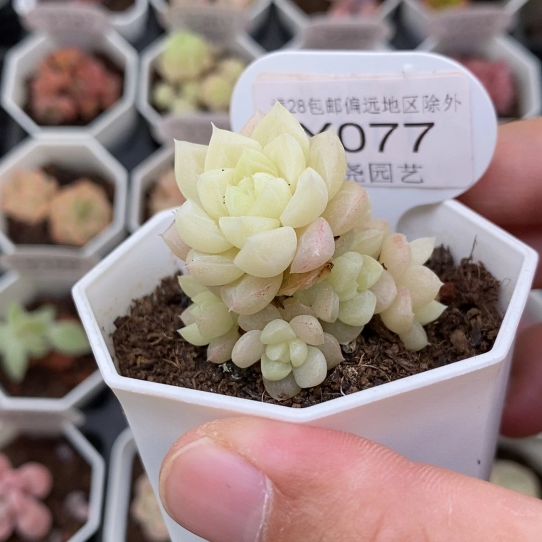 0077 白天鹅群 4cm