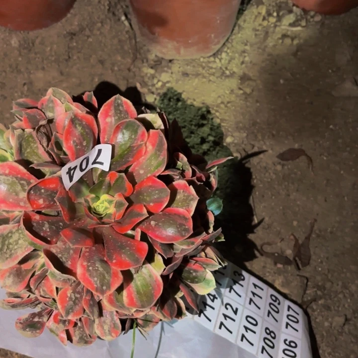 704女妖多肉植物不售后