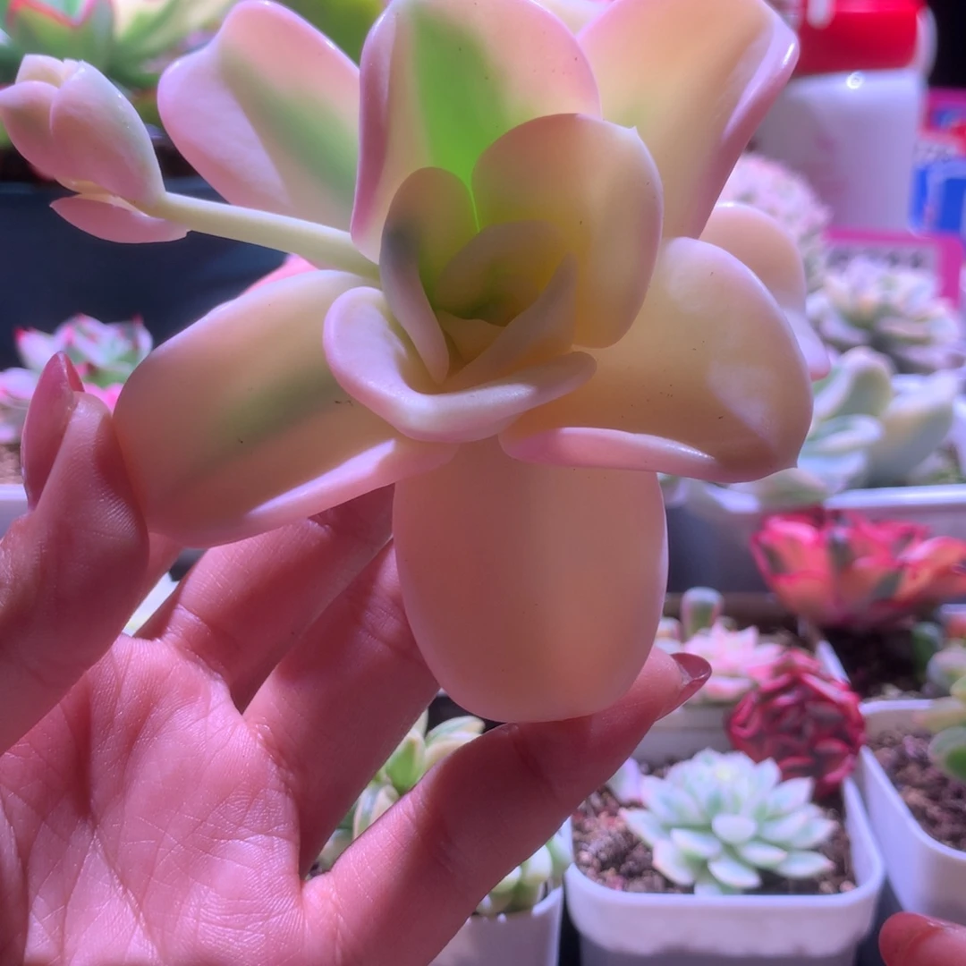 大叶美尻半覆轮锦砍头