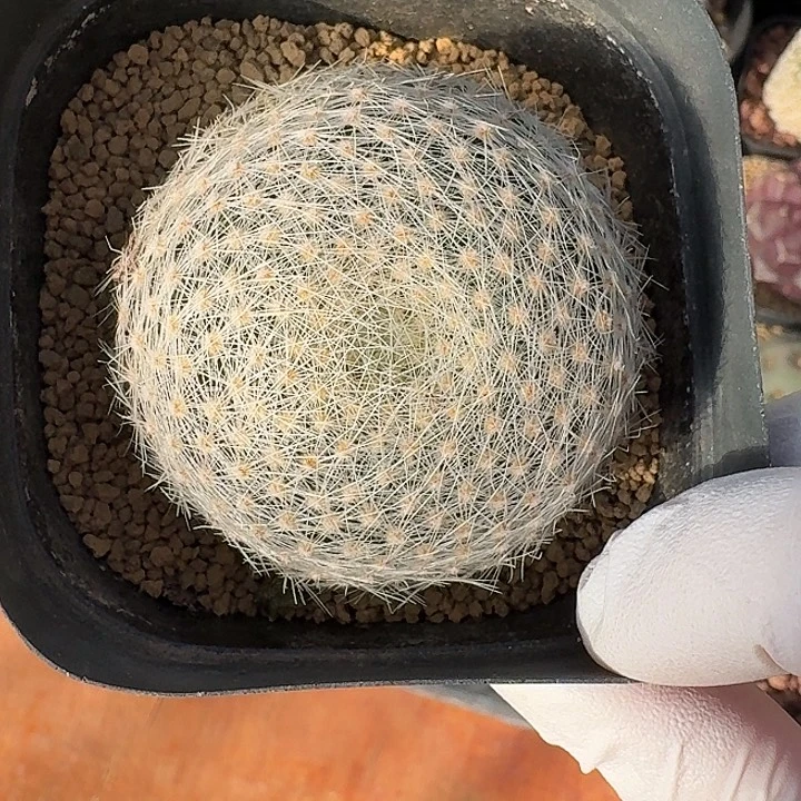 实生白绢丸仙人球1