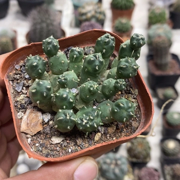 骑兵团扇特价福利