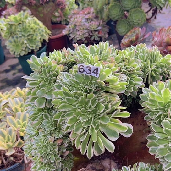 酷***姐多肉植物一个白凤