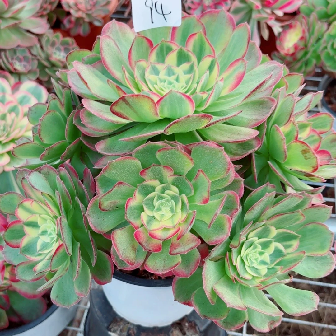 一物一拍多肉法师94