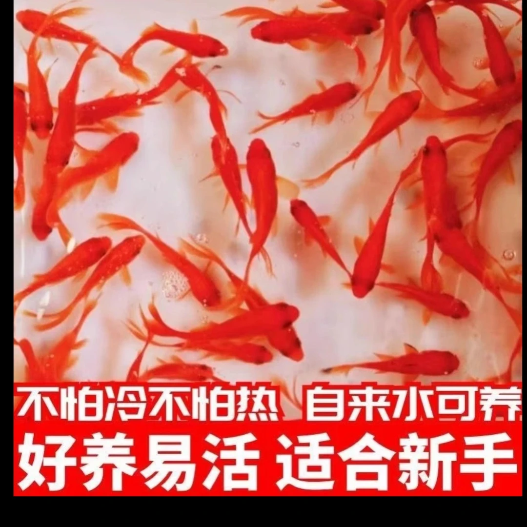樱花火焰草金鱼25只(多彩混色)不指定颜色5-7公分 全国包邮