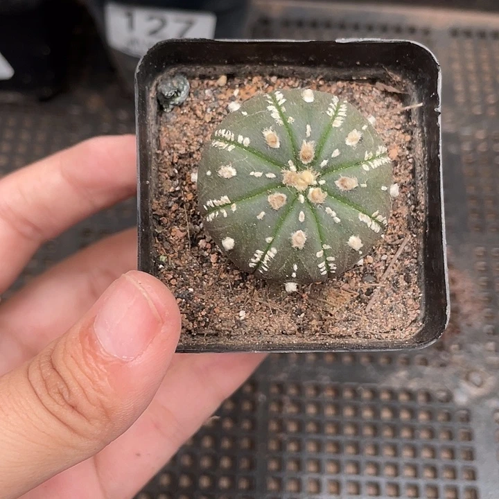 128紫皮仙人球 2.5cm左右