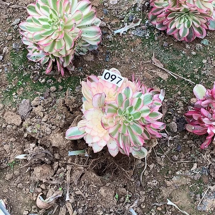 多肉植物法师97倾城