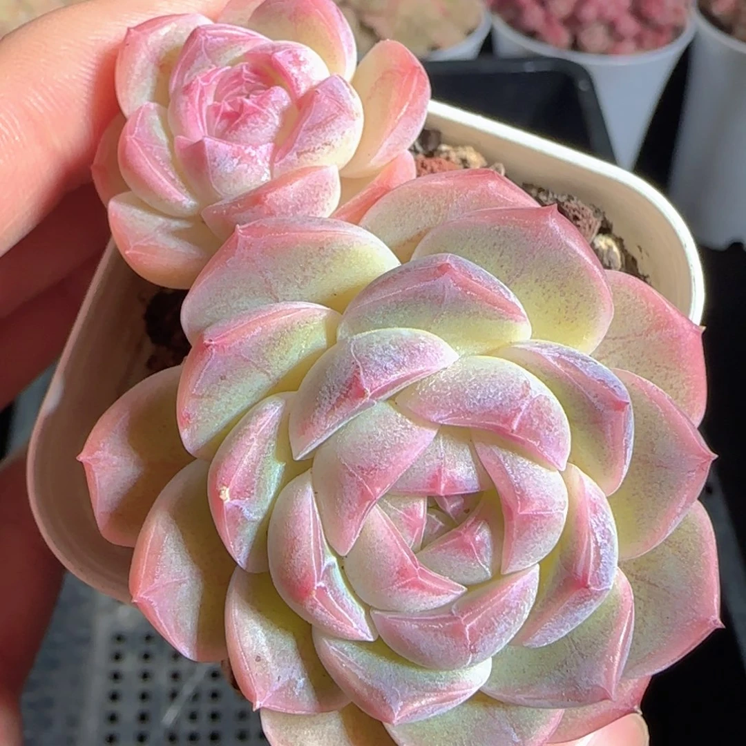 多肉1225-58糖心糖心