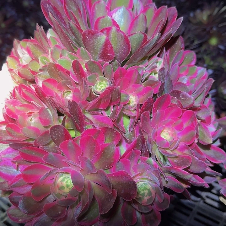 新品种妖月捧花亏本福利