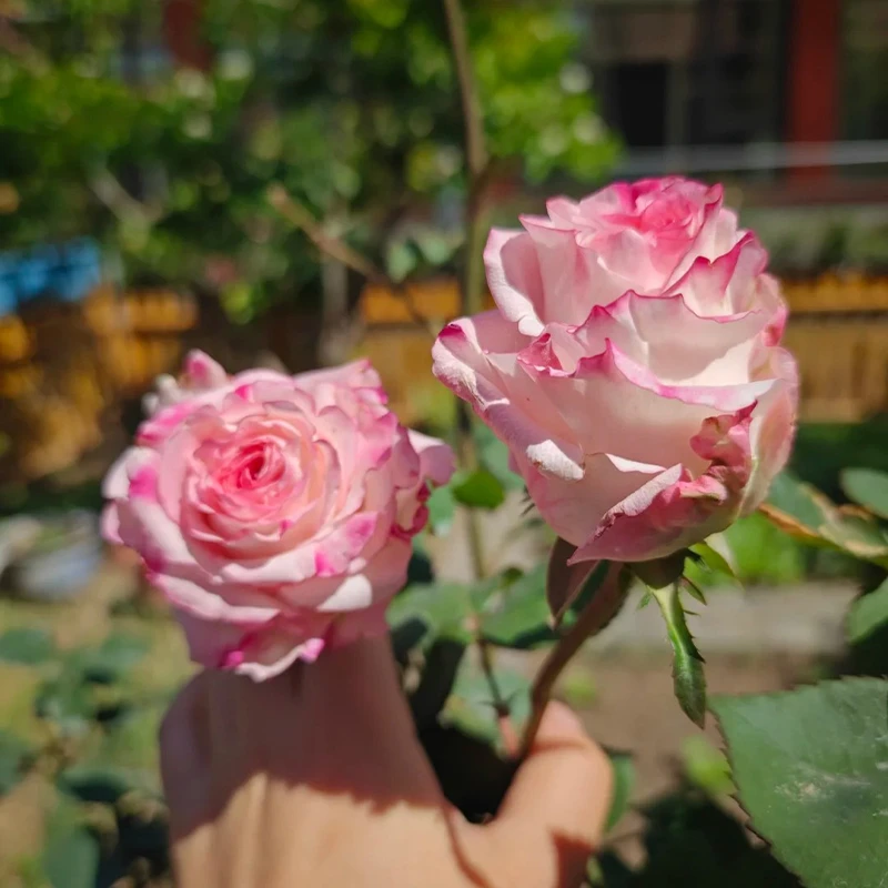 花莳家花莳园艺  1加扦插【非常可爱】月季花苗庭院绿植花卉盆栽