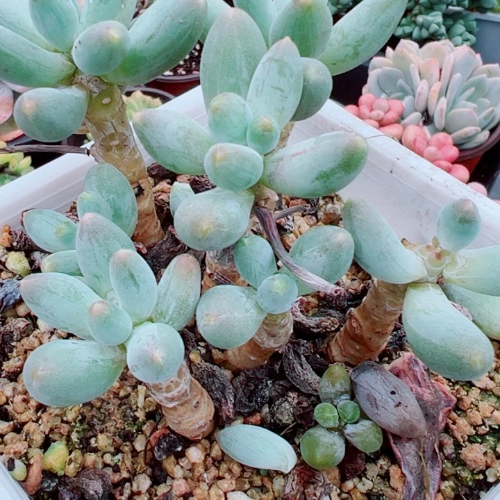 美人系多肉植物韩国老桩