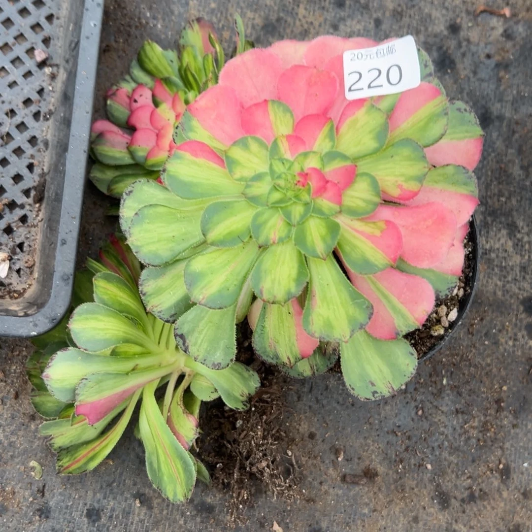 220三颗知否多肉植物