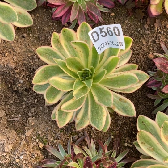 560青莲多肉植物