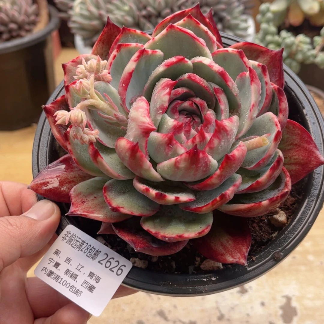 【闪购商品】妞*妈2626惊鸿