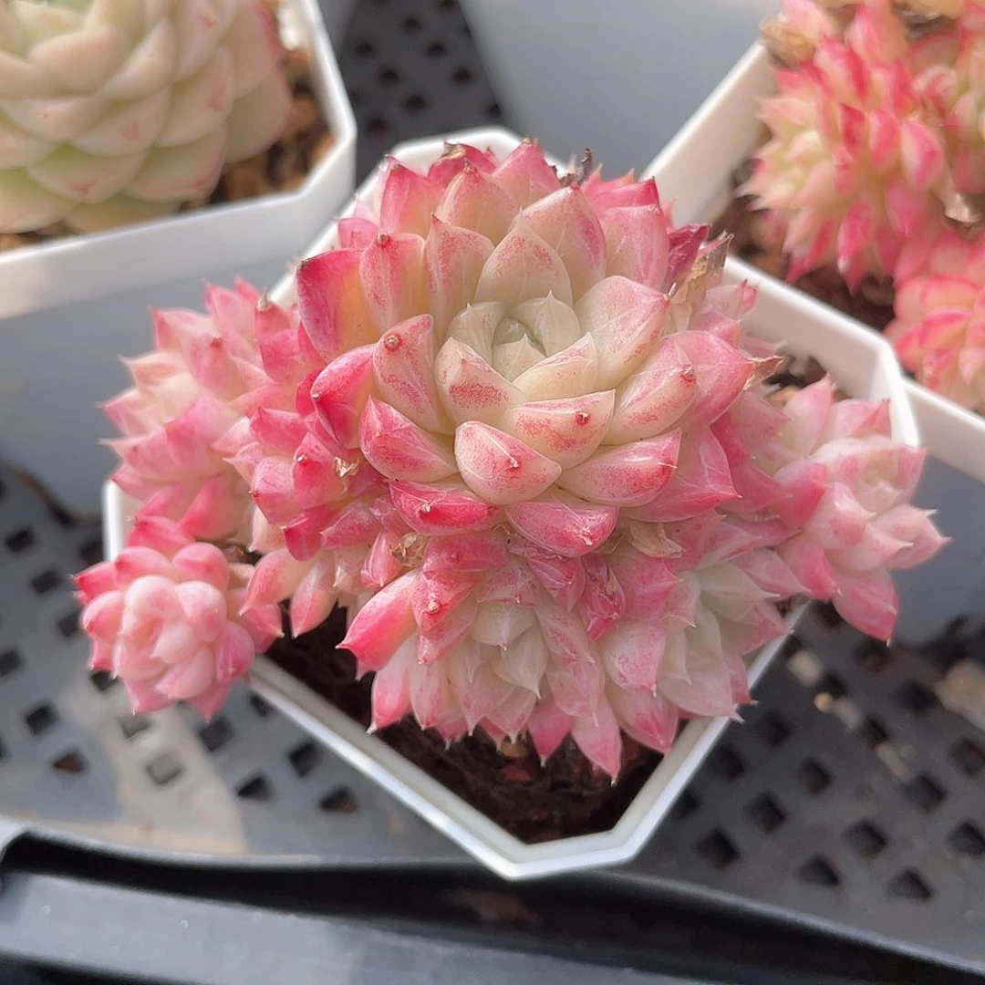 优选女王手捧花8153