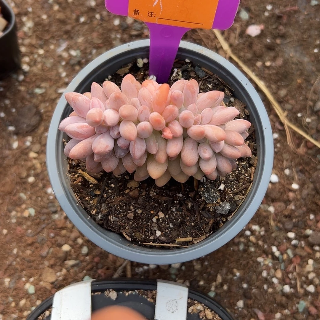 哦***豁多肉植物一物一拍