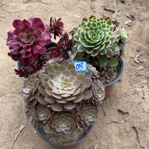 003多肉植物组合，