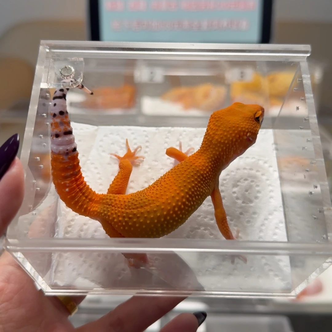 豹纹守宫蜜桔弟弟