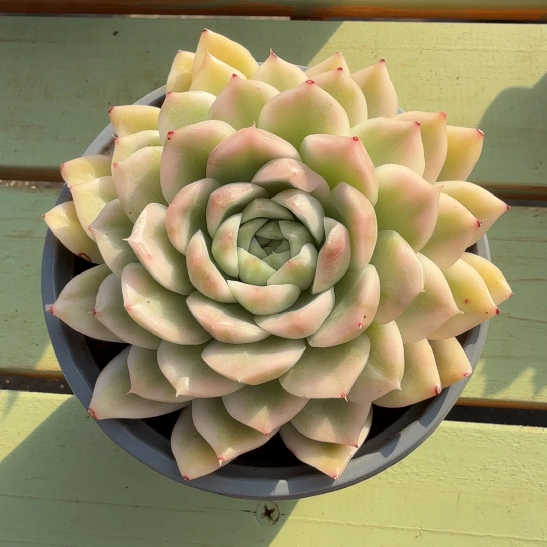 麦秆锦锦上园艺一物一拍