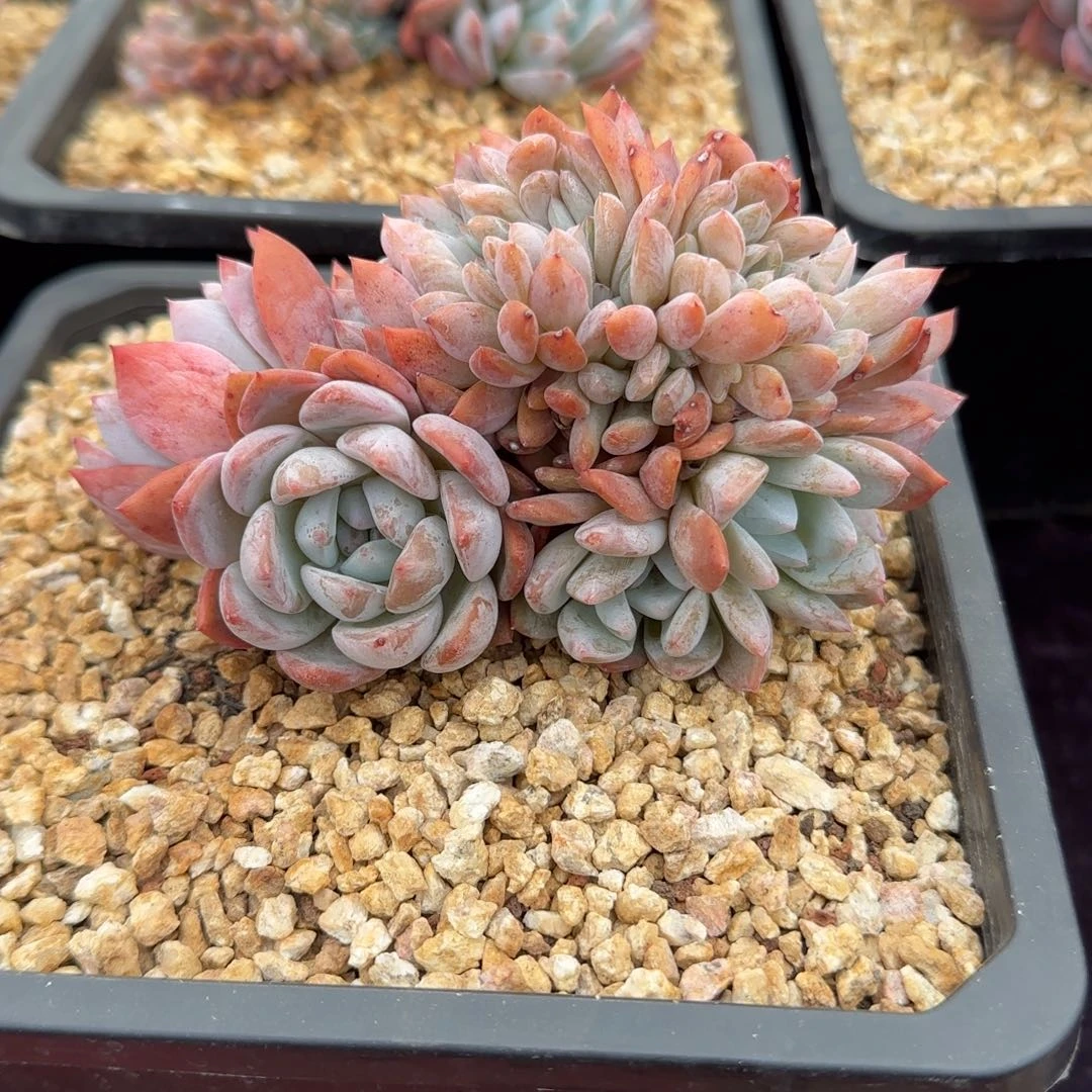 橙子缀化无砍无切一物一拍