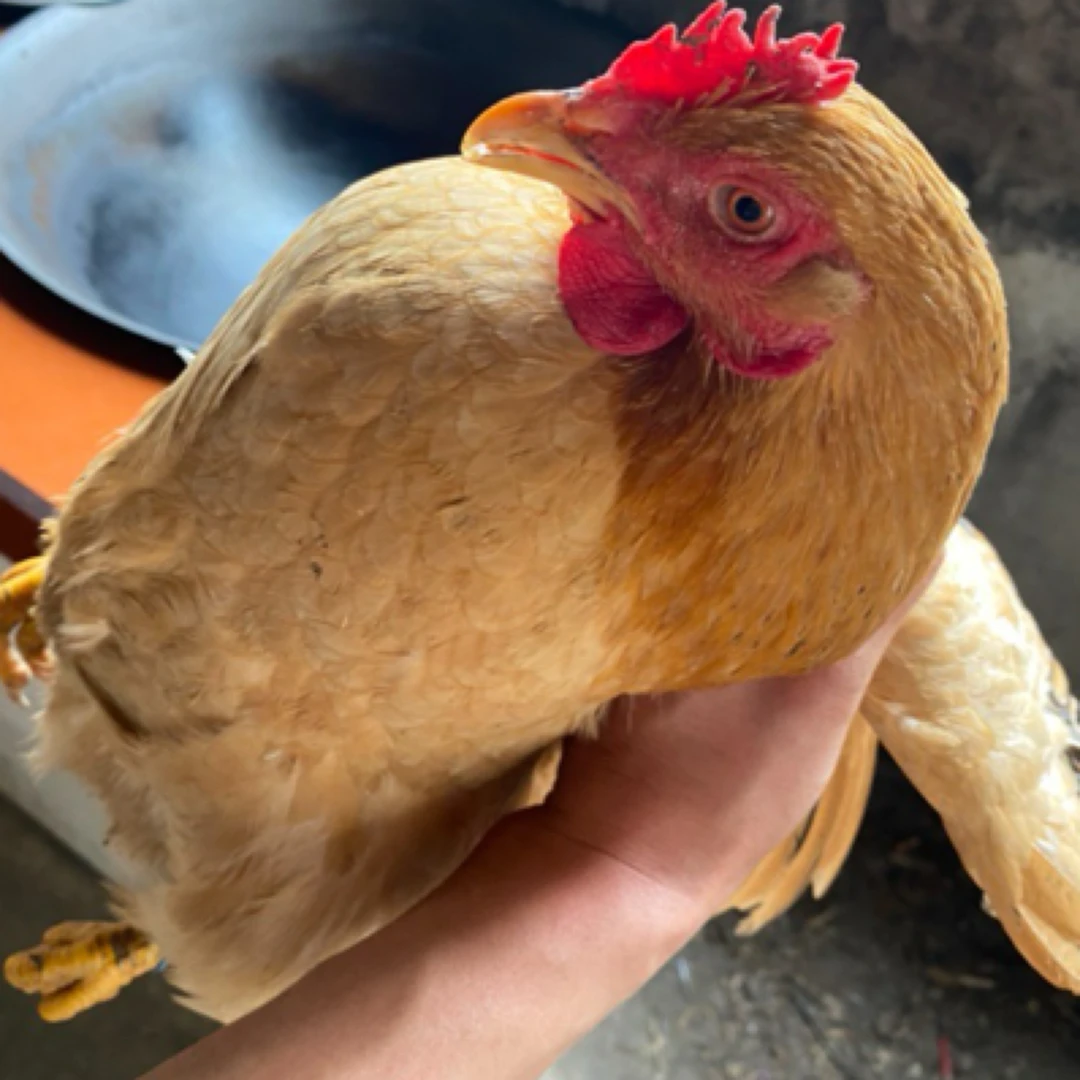 【顺丰冷链】河田鸡月子鸡正宗土鸡山林放养 包冰率不含冰