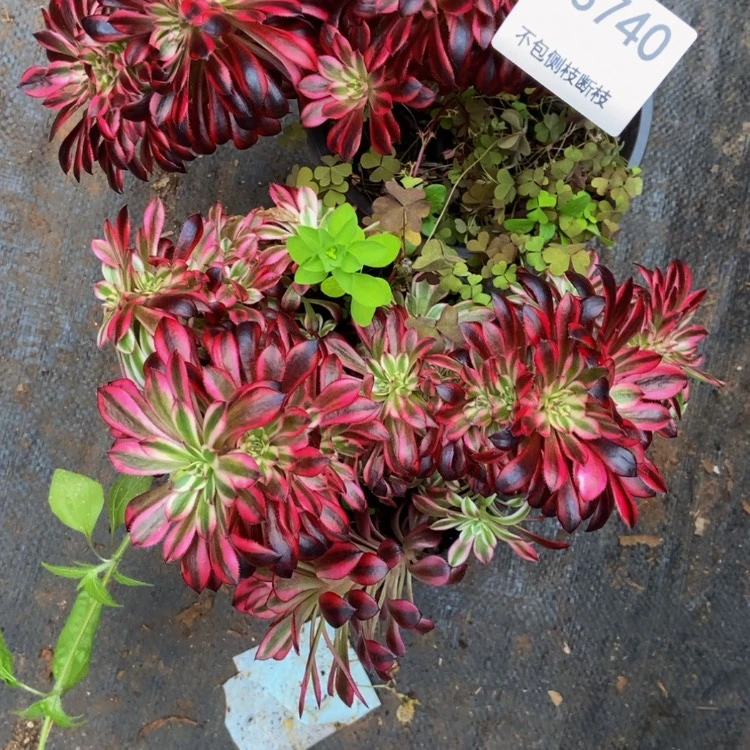 【闪购商品】普****厂3740两颗多肉