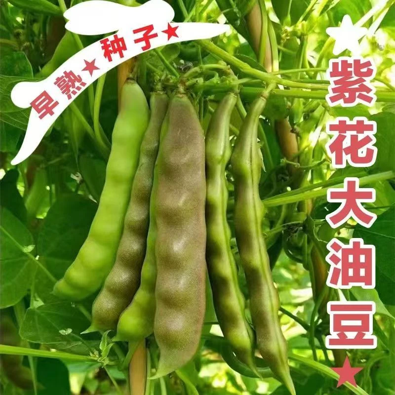 【紫花油豆角种子】四季种植盆栽地栽阳台小院种植