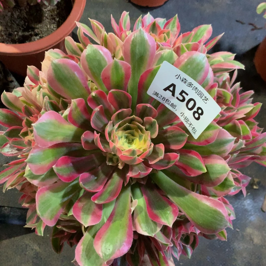 508女神888888888888