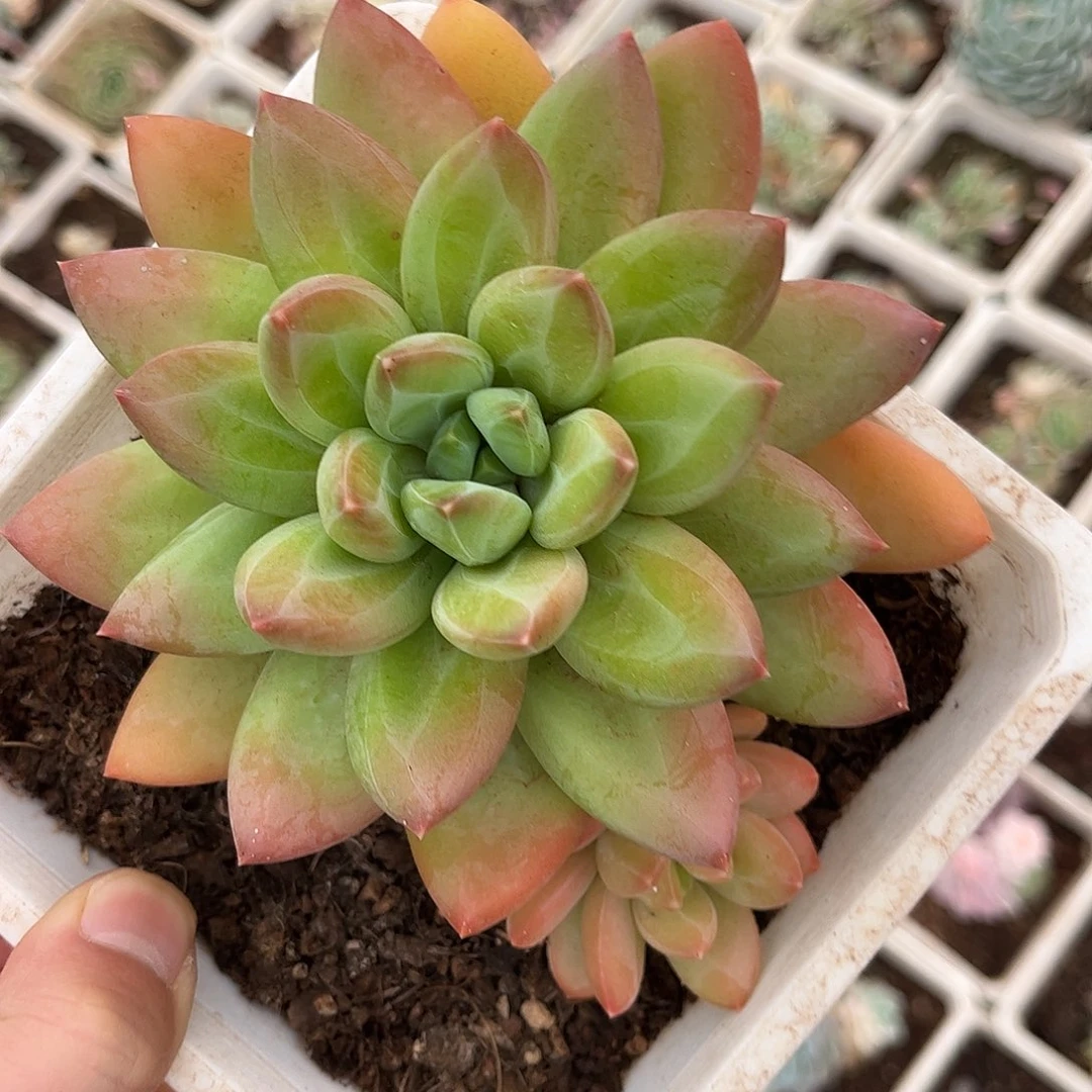 寄养链接的肉肉的