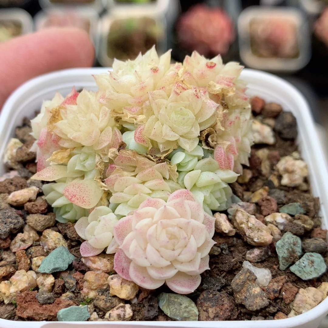 Q74定繁编号麦杆A120 f