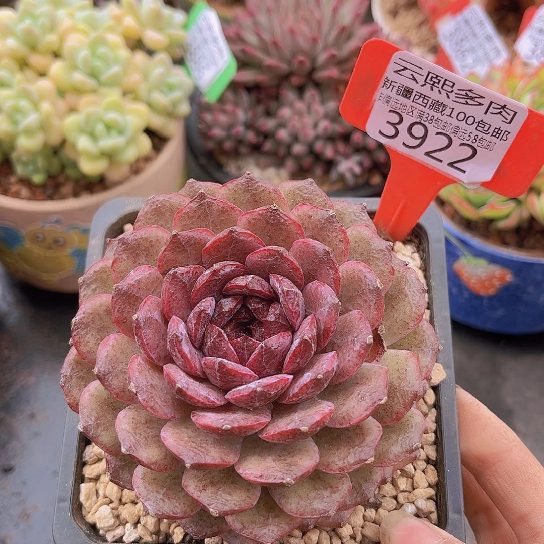 3922紫水晶多肉植物