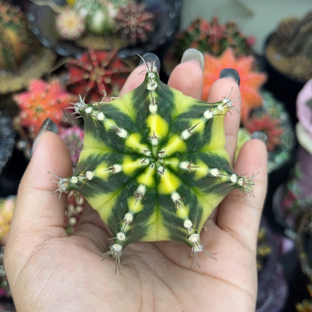 泰系米哈锦 豪屯 裸根