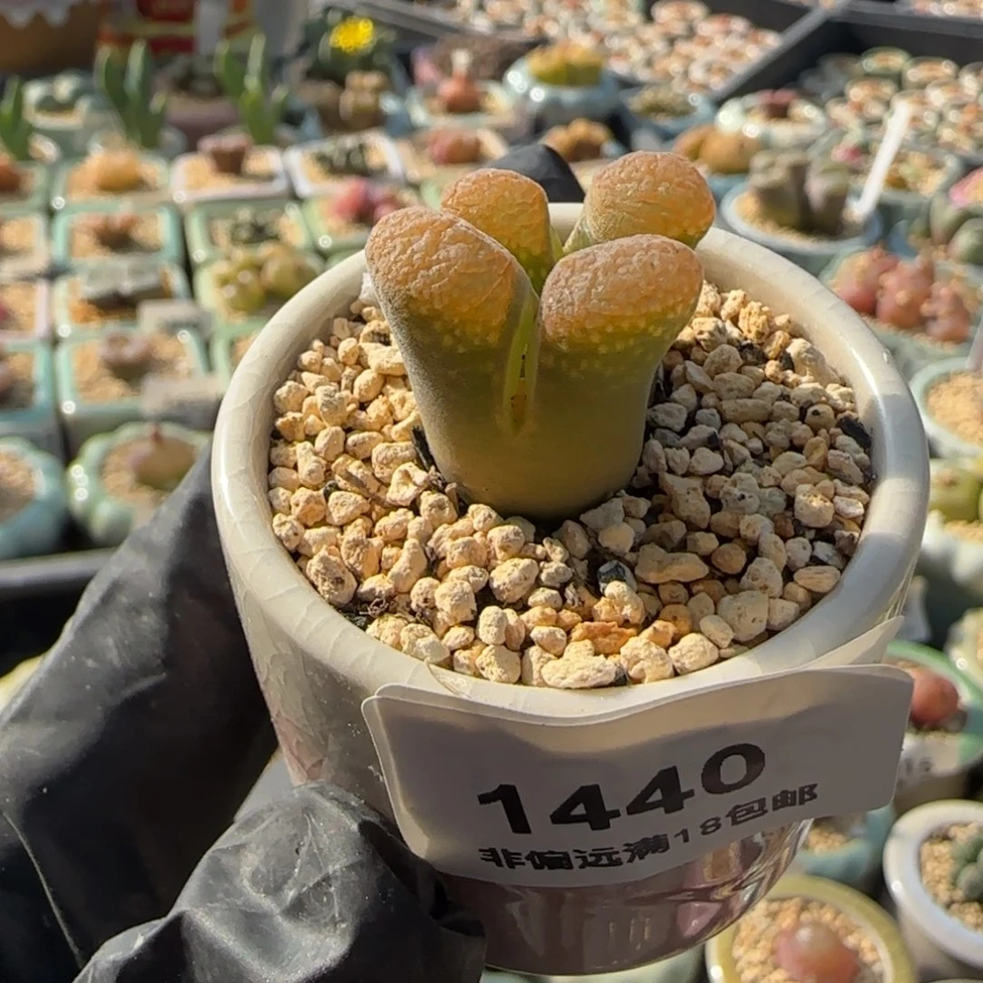 M***～1440--一物一拍 带盆