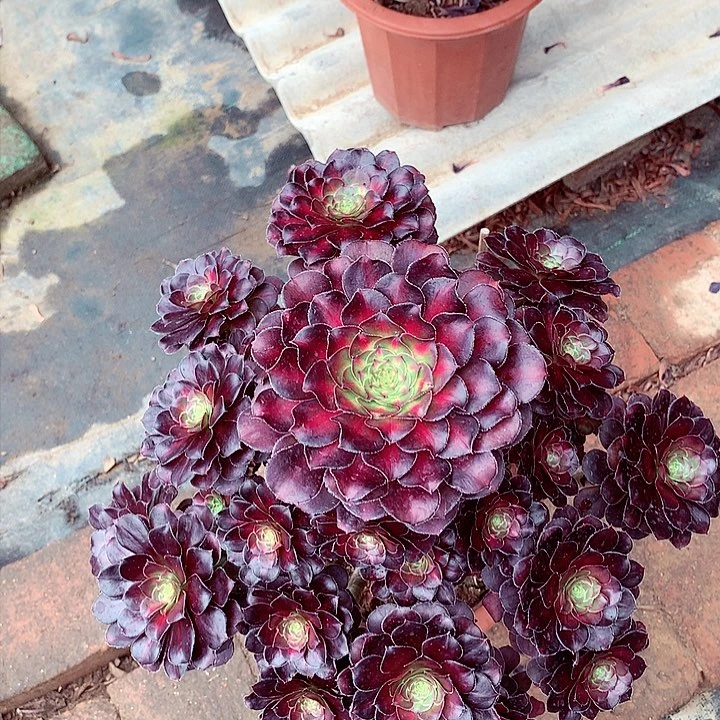 晚霞的，多肉植物