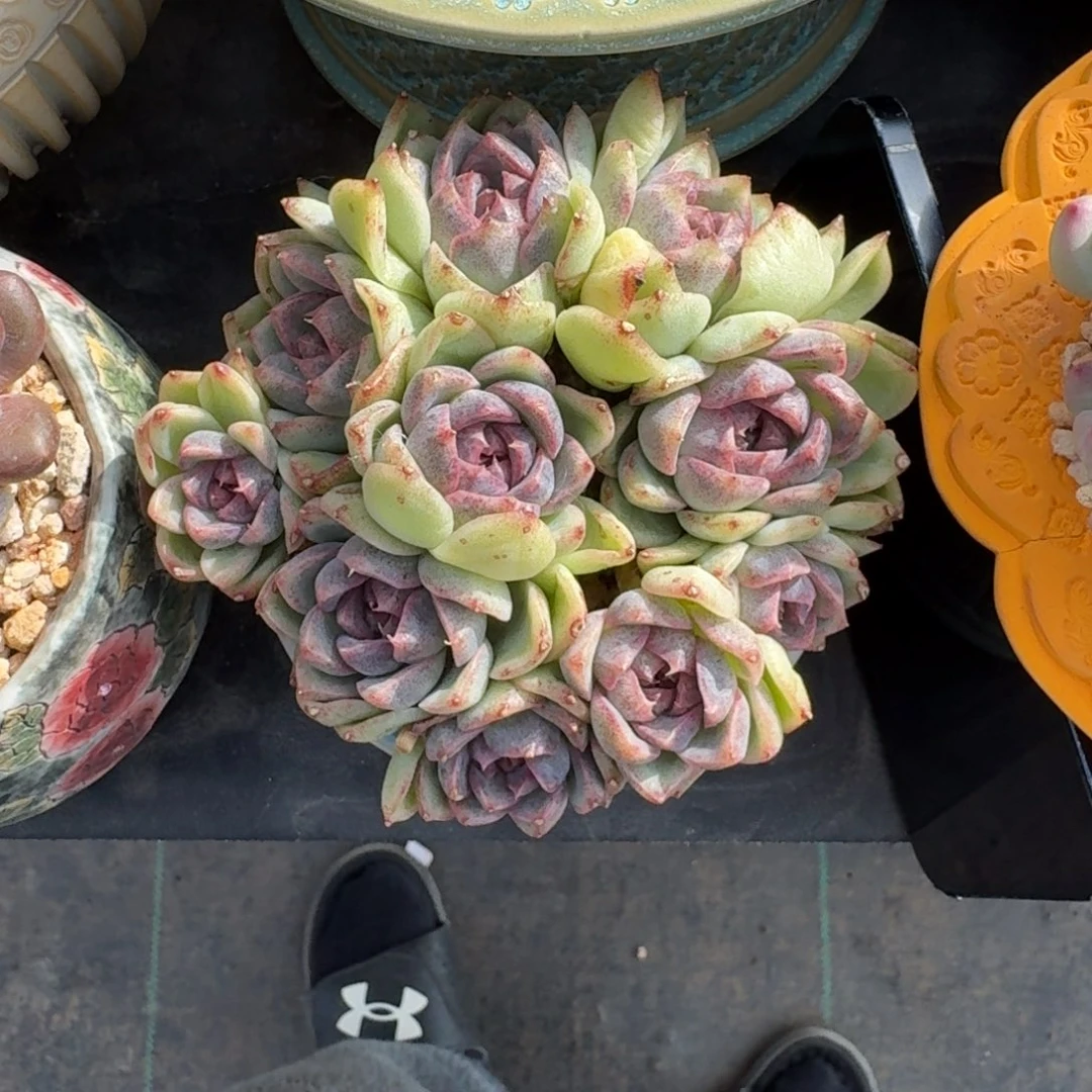 黑水晶 杂 有砍 一物一拍