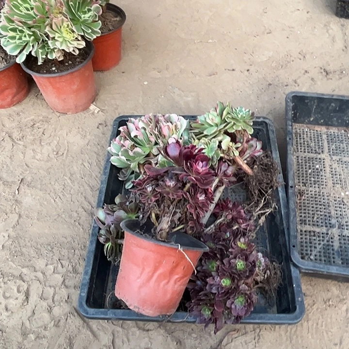 906多肉植物瑕疵特价，