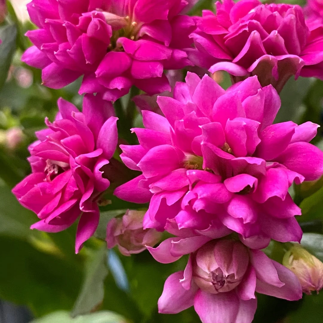 [丽娜] 花期长 好养活 新手必入 室内阳台盆栽